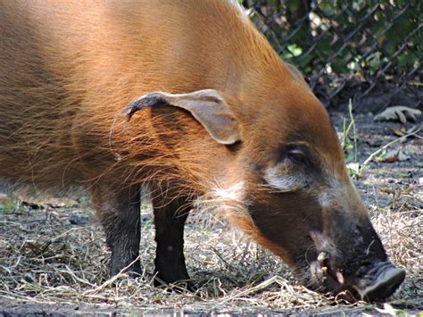 Red River Hog Info - Photo 5