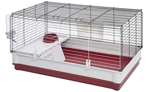 Guinea Pig Cage Size Guide - The Best Homes For Guinea Pigs