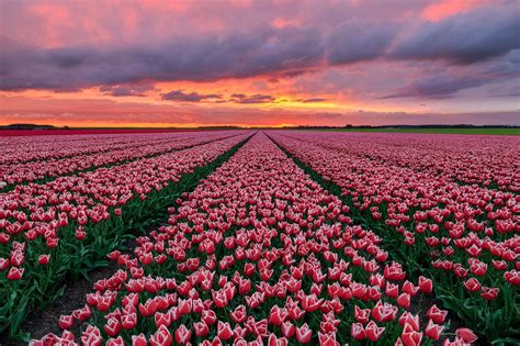 Pink Tulip Field in Netherlands at Sunset Wallpaper