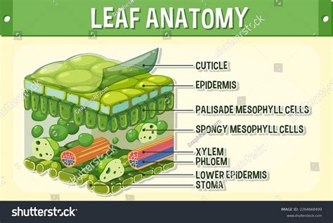 Internal Structure Leaf Diagram Illustration Stock Vector (Royalty Free) 2264668499 | Shutterstock