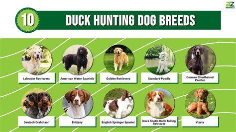 10 Duck Hunting Dog Breeds - A-Z Animals