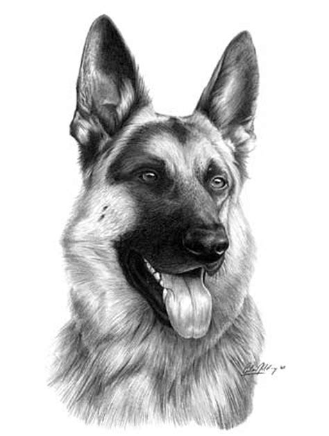 German Shepherd Simple Dog Drawing - Hadza Property