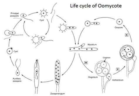 An Overview of Oomycetes : Plantlet