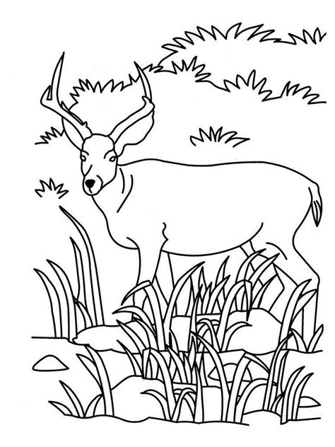 Grassland Animals Coloring Pages - Coloring Home