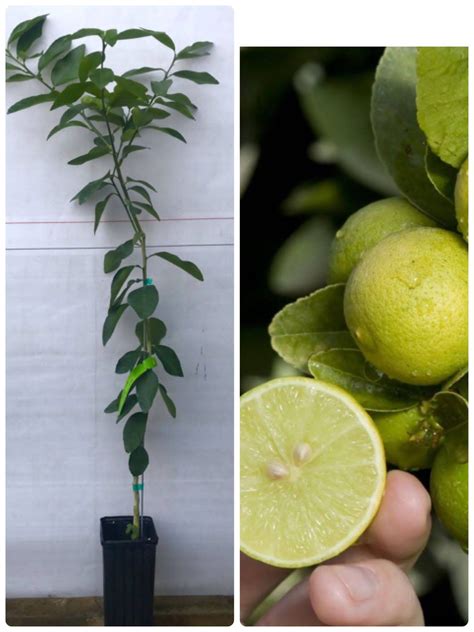 KEY LIME THORNLESS Dwarf Tree 3-4Ft/ Mexican Lime Plant/ Grafted Key Lime Citrus Tree shipped in ...