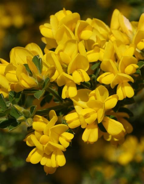 Spanish Broom | Spanish broom, Broom plant, Plants