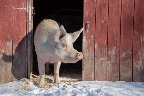 Pigs | Farm Animals - Farm Sanctuary