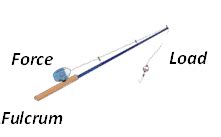 Draw a labelled sketch of a class III lever. Give one example of this kind of lever.