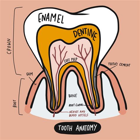 The Anatomy Of Your Teeth - Bethesda Family Dentistry