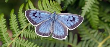 How research saved the Large Blue butterfly