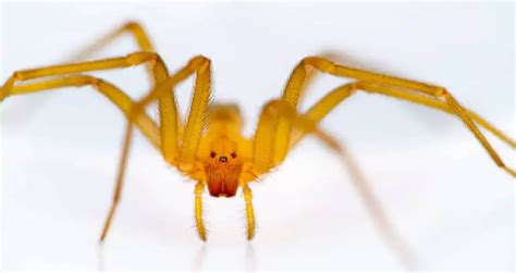 Chilean Recluse Spider: Identification, Traits, & Pictures | Beyond The Treat