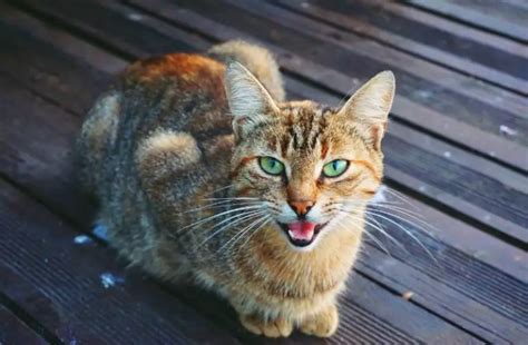 Cat Trilling: What Is It And What Does It Mean? - The Purrington Post