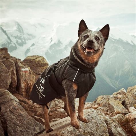 Winter Dog Jacket » Petagadget