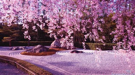 Japanese Garden Cherry Blossom Wallpapers - Top Free Japanese Garden Cherry Blossom Backgrounds ...