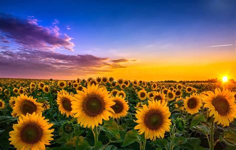 Photo Wallpaper Field, Sunflowers, Landscape, Sunset, - View Of Sunflower - 1332x850 Wallpaper ...