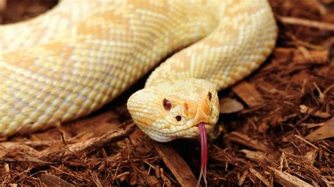 Central Florida Zoo & Botanical Gardens Eastern Diamondback Rattlesnake (albino) - Central ...