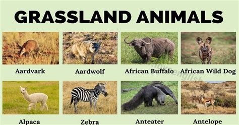 Grassland Animals: List of 75 Animals that Live in Grassland - Love English