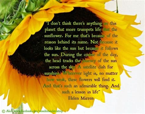 Sunflower Quotes Or Poems. QuotesGram