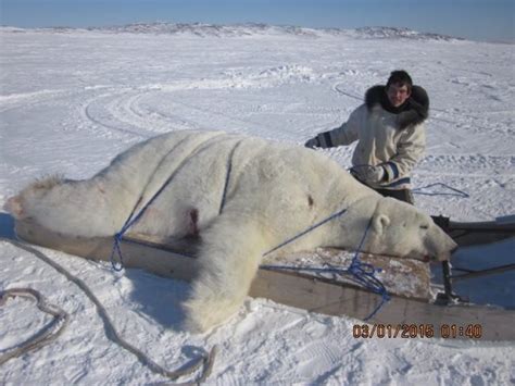 Polar bear hunting in Nunatsiavut legal and sustainable, hunter says | CBC News