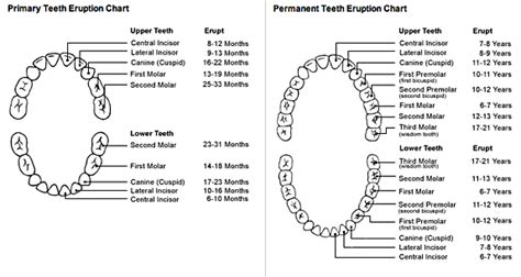 Tooth Eruption Sequence - Why We Should Look After Our Baby Teeth | Underwood Dental Care