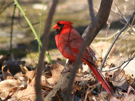 My Background Blog: cardinal