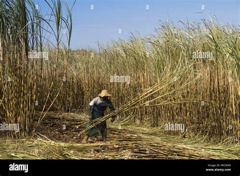 Manual harvesting of sugar cane Stock Photo, Royalty Free Image: 100472706 - Alamy