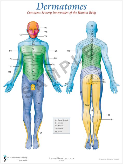 Lower Limb Dermatomal Pattern Dermatomes Chart And Map | Porn Sex Picture