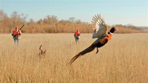 The New Era | Opening pheasant season in South Dakota