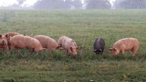 Organic, Pasture-Raised Pork – Elmwood Stock Farm