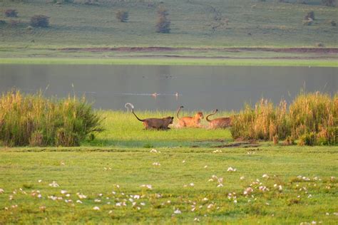 A Safari Guide to the Ngorongoro Crater in Tanzania - Lost on Safari