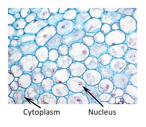 Parenchyma Tissue