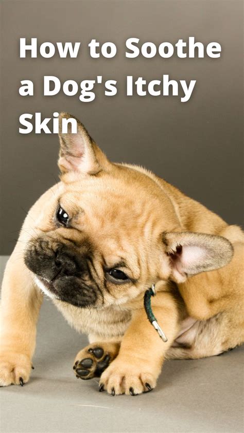 How to Soothe a Dog's Itchy Skin | Itchy dog skin, Itchy dog, Itchy dog ears