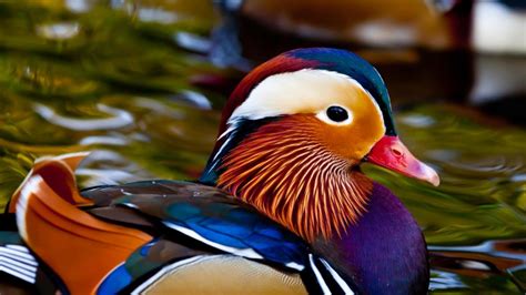 How to Take Care of Mandarin Ducks - PetHelpful