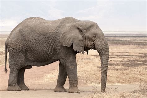 African elephant - Wikipedia