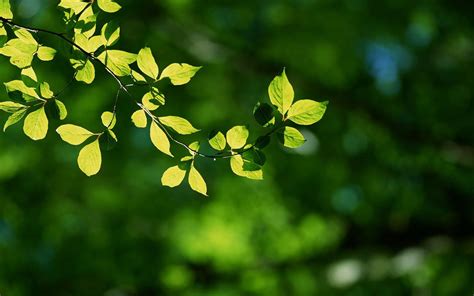 nature, Forest, Leaves, Depth, Of, Field Wallpapers HD / Desktop and Mobile Backgrounds