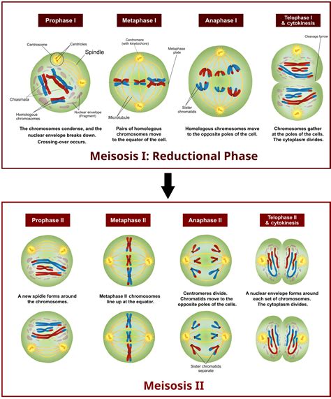 Image Result For Meiosis Stages Worksheet Meiosis Meiosis Activity | The Best Porn Website