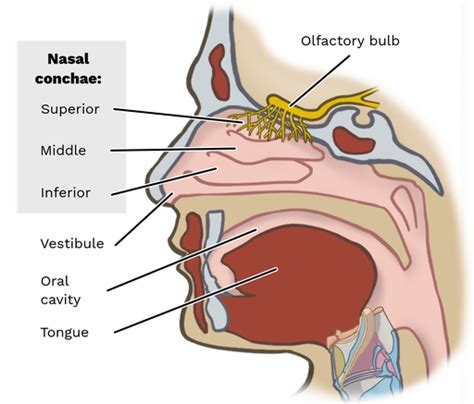 The Nasal Cavity Structure Vasculature Innervation, 60% OFF