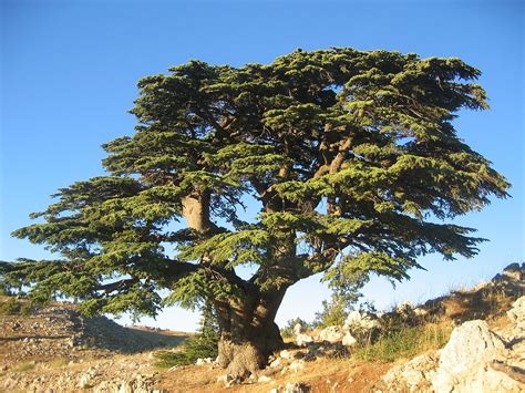 Cedar Tree of Lebanon Facts, Identification, Uses, Pictures