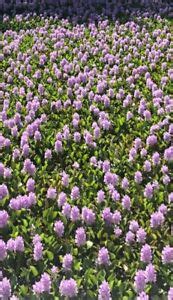 Large Water Hyacinth (10 plants ) Floating Koi Pond Live Fish Aquatic. | eBay