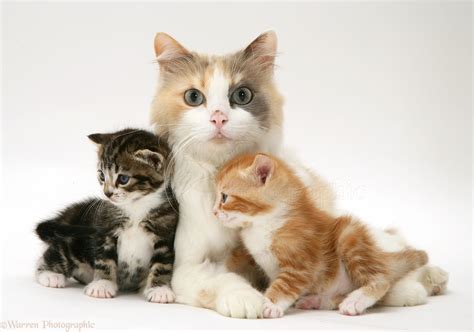 Mother cat and kittens photo WP47849