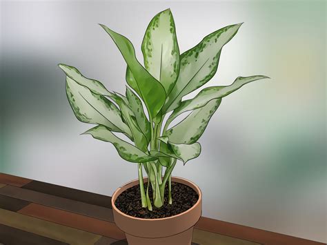 How to Care for Indoor Plants: 15 Steps (with Pictures) - wikiHow