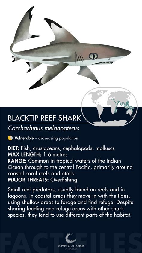 Blacktip reef shark - Save Our Seas Foundation