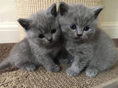 Blue British Shorthair kittens | in Dartford, Kent | Gumtree