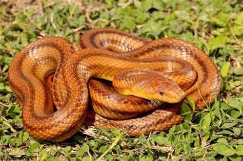 Florida Snake ID Guide – Florida Museum of Natural History