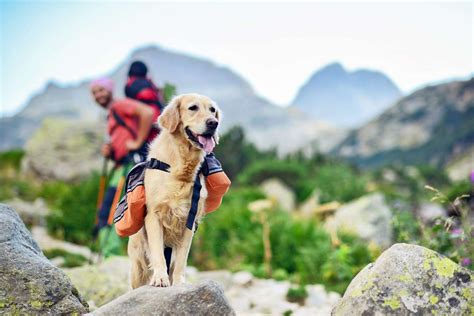 11 of the Best Hiking Dogs Ready for Outdoor Adventures