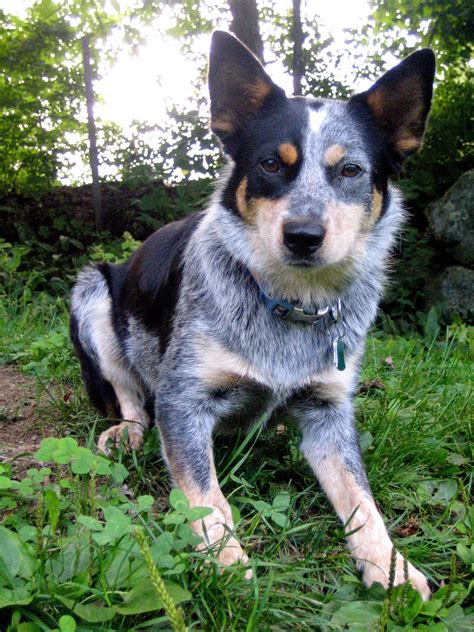 Border Collie Blue Heeler Mix: A Blend of Brilliance and Energy