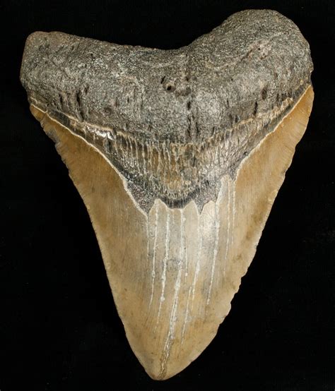 Huge 5.42" Megalodon Shark Tooth For Sale (#6651) - FossilEra.com