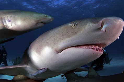 Lemon Shark Photograph by Greg Amptman