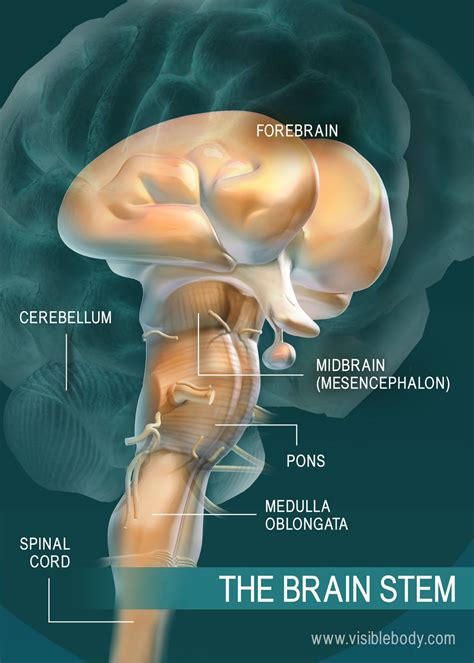 Human Brain Stem Diagram