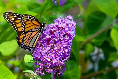 Flowers That Attract Butterflies | Butterfly Garden Flowers | HGTV